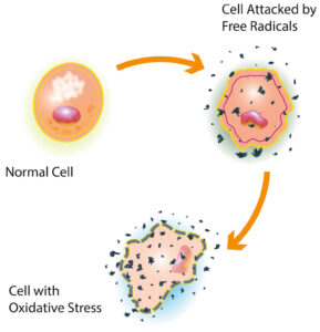 Normal cell. Cell attacked by free radicals. Cell with oxidative stress.