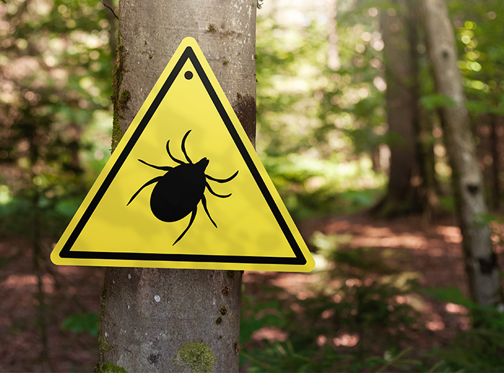 Tick warning sign on a tree in a lush forest